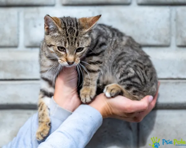 Znaleziono kota, Racławice, 17 września 2025 (2/5)