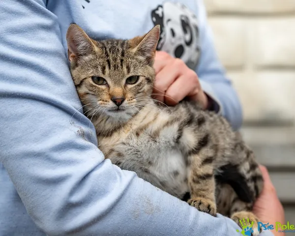 Znaleziono kota, Racławice, 17 września 2025 (3/5)