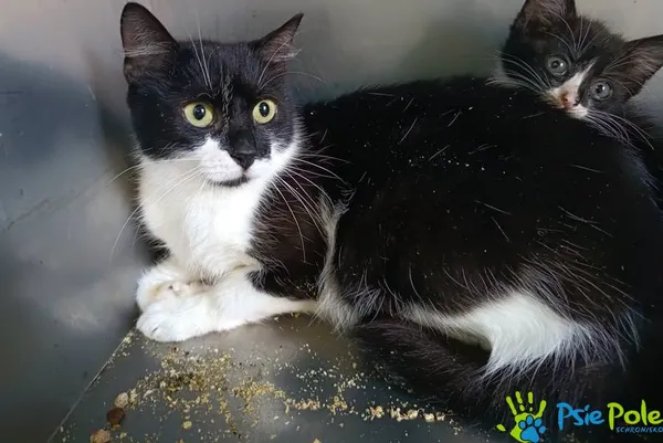 Znaleziono kota, Racławice, 17 września 2025 (1/2)