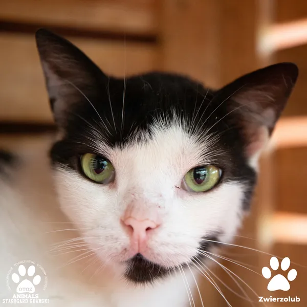 Kot do adopcji, Starogard Gdański, 19 sierpnia 2025 (1/3)