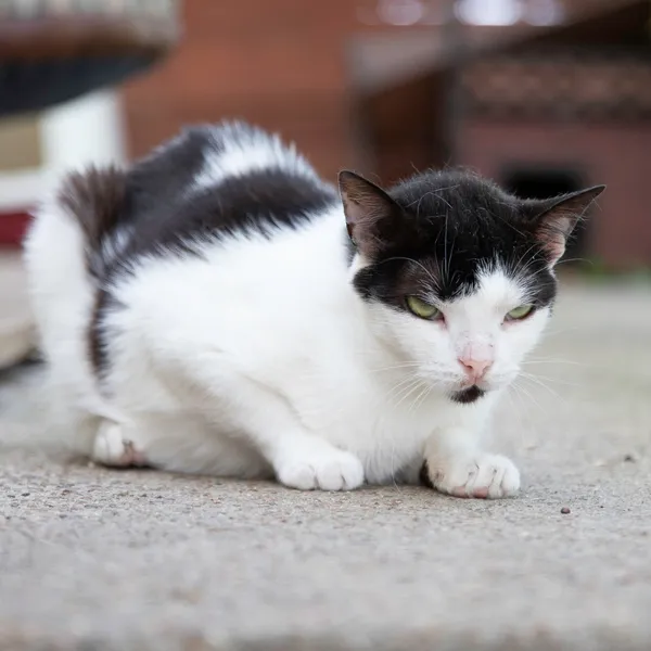 Kot do adopcji, Starogard Gdański, 19 sierpnia 2025 (3/3)