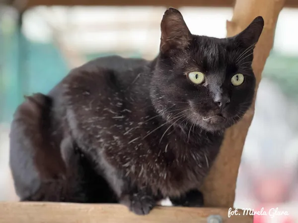 Kot do adopcji, Bydgoszcz, 1 października 2025 (1/4)