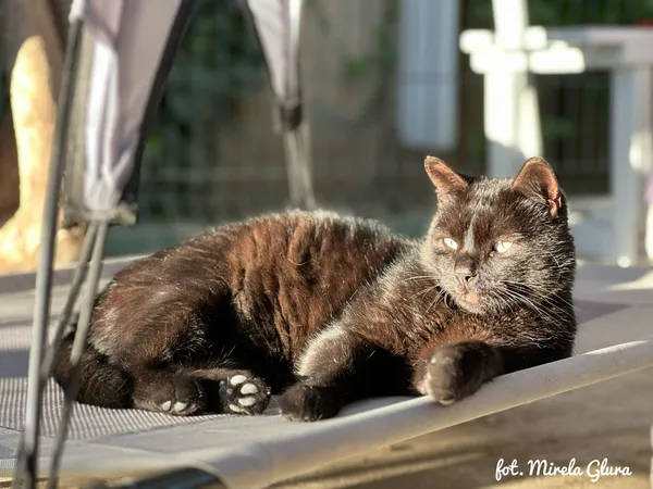 Kot do adopcji, Bydgoszcz, 1 października 2025 (3/4)