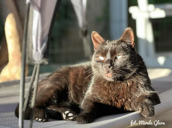 Kot do adopcji, Bydgoszcz, 1 października 2025 (4/4)