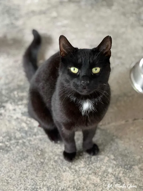 Kot do adopcji, Bydgoszcz, 1 października 2025