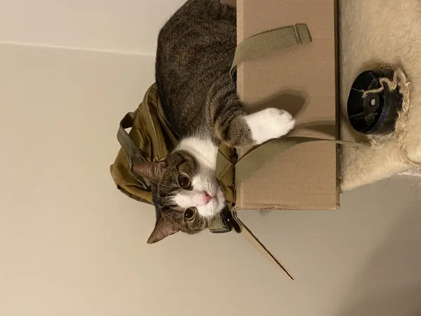 Zaginął kot, Łódź, 24 września 2025