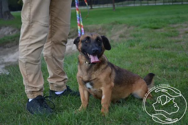 Znaleziono psa, Chełmek, 24 września 2025