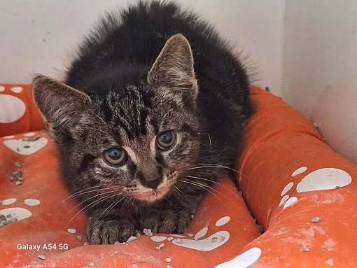 Kot do adopcji, Orzechowce, 24 września 2025 (1/2)