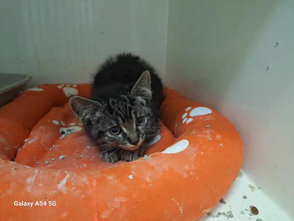 Kot do adopcji, Orzechowce, 24 września 2025 (2/2)