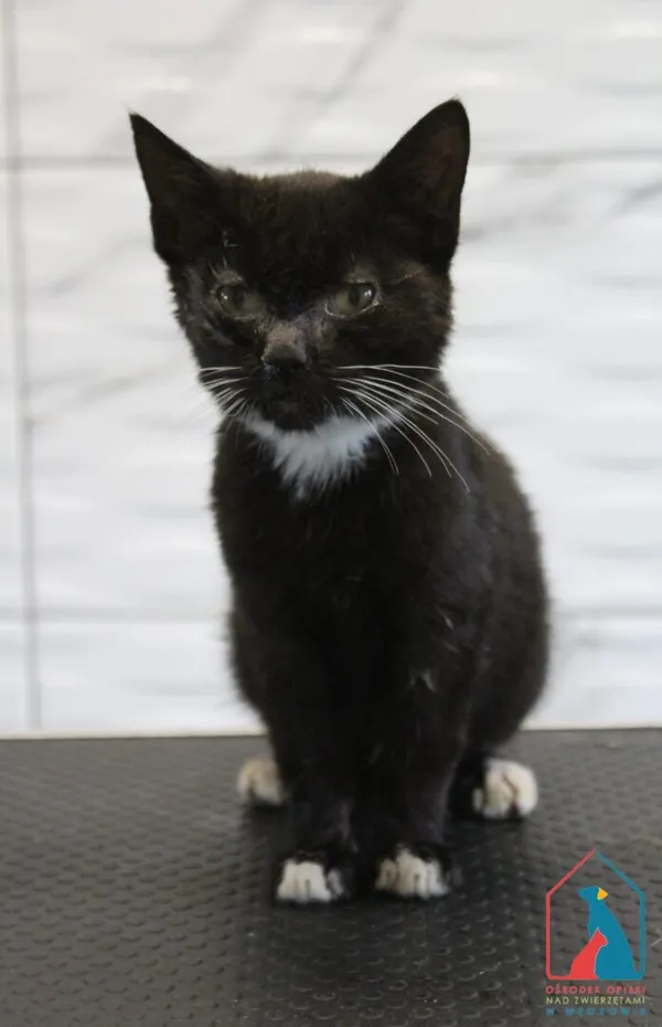 Kot do adopcji, Grudziądz, 1 września 2025