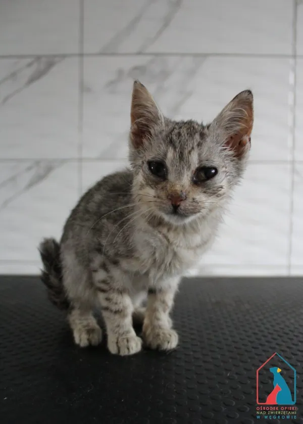 Kot do adopcji, Grudziądz, 1 września 2025