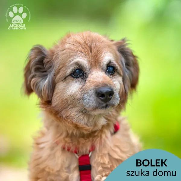 Pies do adopcji, Gdynia, 25 września 2025 (1/4)