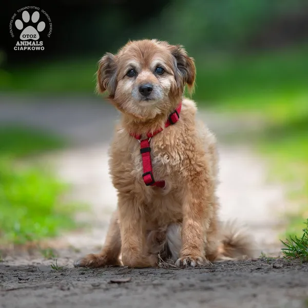 Pies do adopcji, Gdynia, 25 września 2025 (3/4)