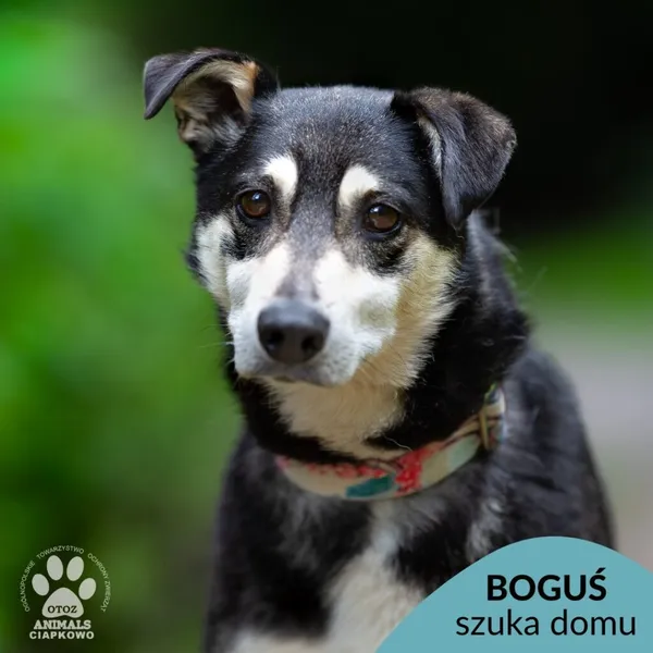 Pies do adopcji, Gdynia, 25 września 2025 (1/4)