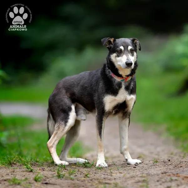 Pies do adopcji, Gdynia, 25 września 2025 (3/4)