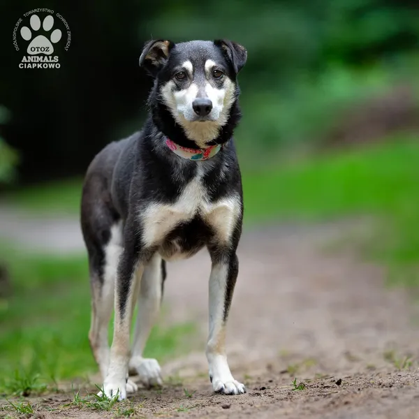 Pies do adopcji, Gdynia, 25 września 2025 (4/4)