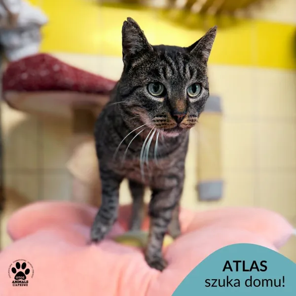 Kot do adopcji, Gdynia, 25 września 2025 (1/5)