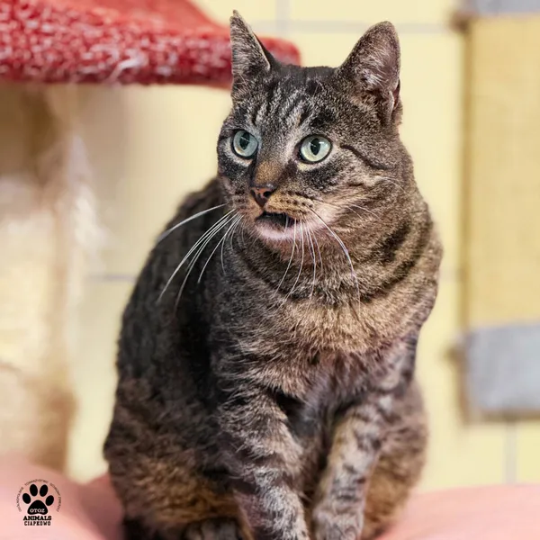 Kot do adopcji, Gdynia, 25 września 2025 (4/5)