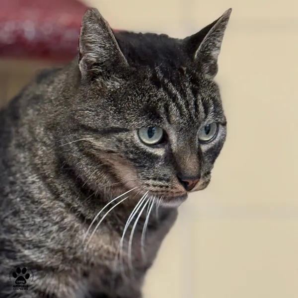 Kot do adopcji, Gdynia, 25 września 2025 (5/5)