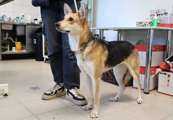 Znaleziono psa, Łódź, 25 września 2025 (1/2)