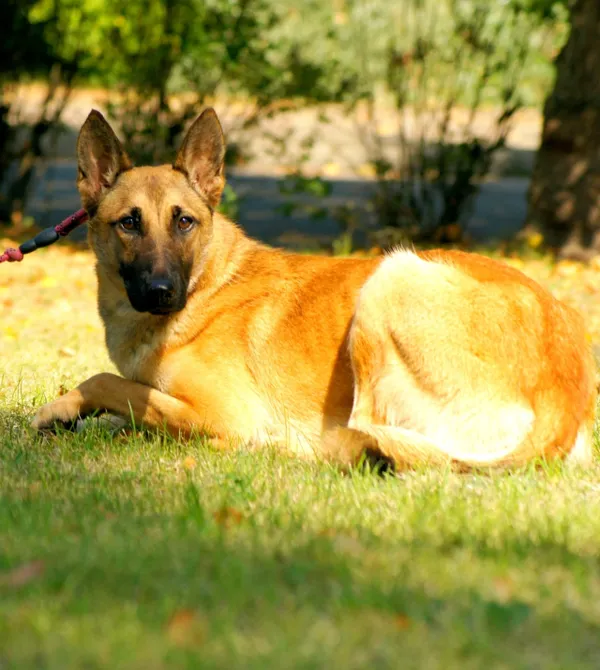 Pies do adopcji, Konin, 2 sierpnia 2025 (1/2)