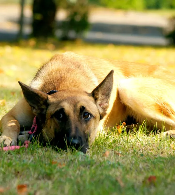 Pies do adopcji, Konin, 2 sierpnia 2025 (2/2)