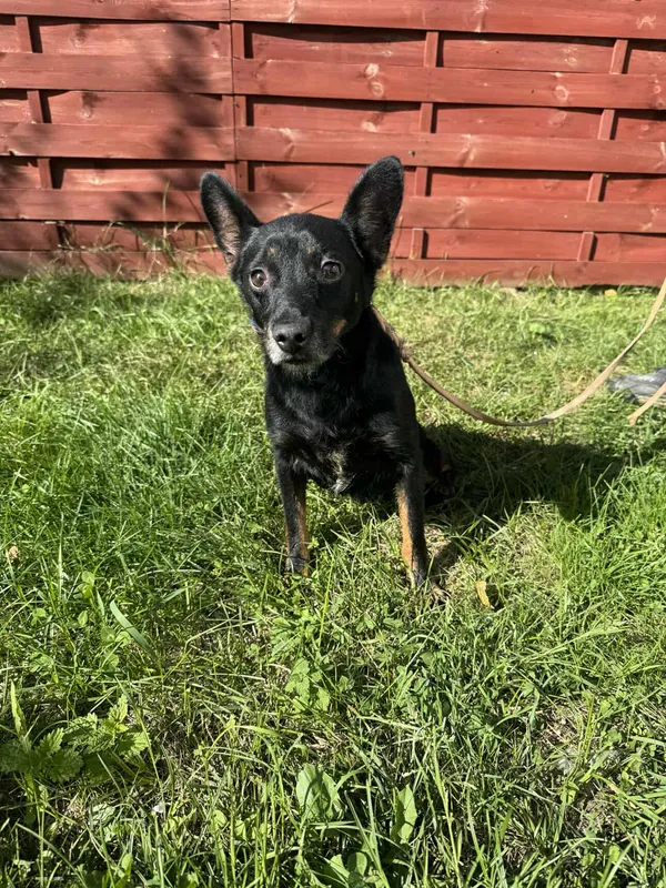 Znaleziono psa, Czartki, 25 września 2025