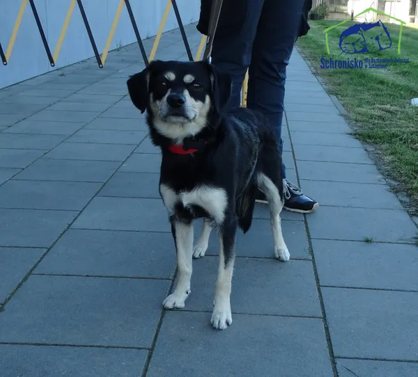 Znaleziono psa, Szczecin, 24 września 2025