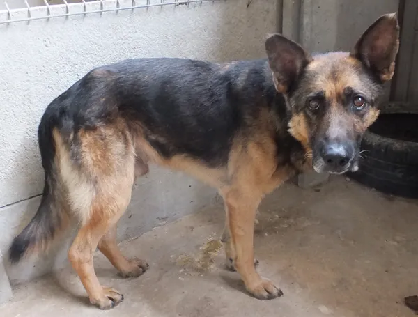 Znaleziono psa, Nowa Krępa, 17 września 2025