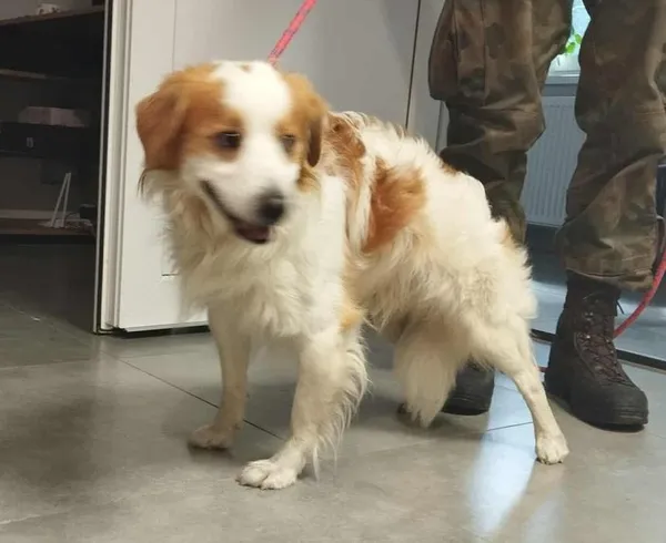 Znaleziono psa, Toruń, 25 września 2025