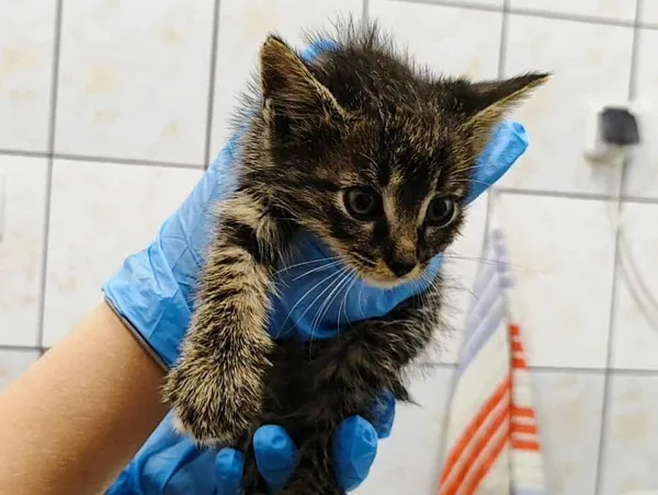 Znaleziono kota, Toruń, 24 września 2025