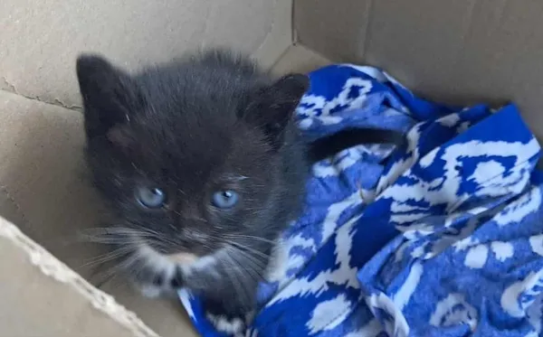 Znaleziono kota, Toruń, 24 września 2025