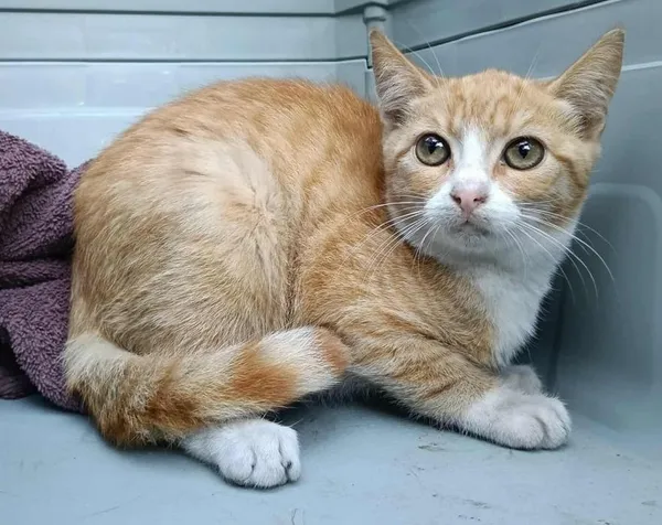 Znaleziono kota, Toruń, 24 września 2025