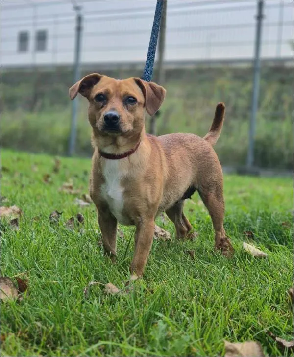 Znaleziono psa, Grudziądz, 25 lipca 2025