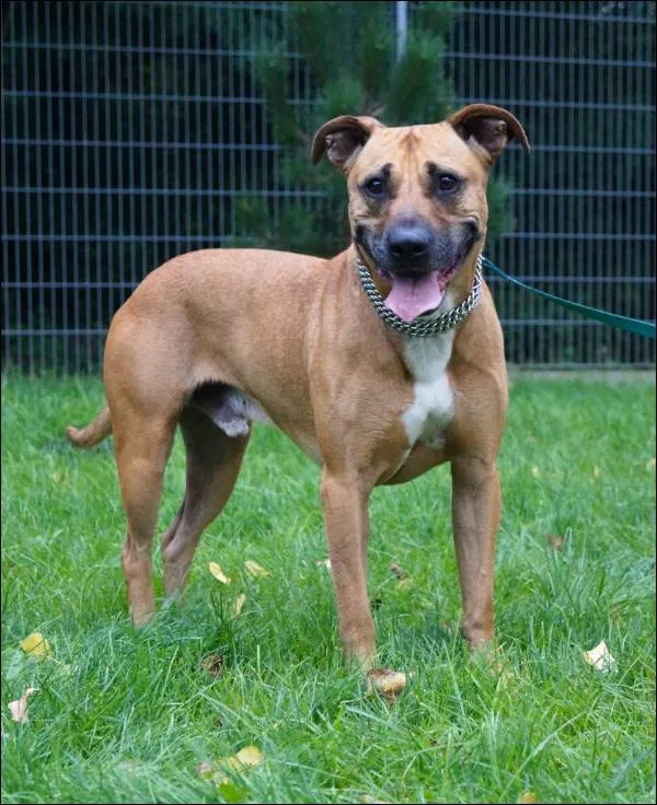 Znaleziono psa, Grudziądz, 26 marca 2025