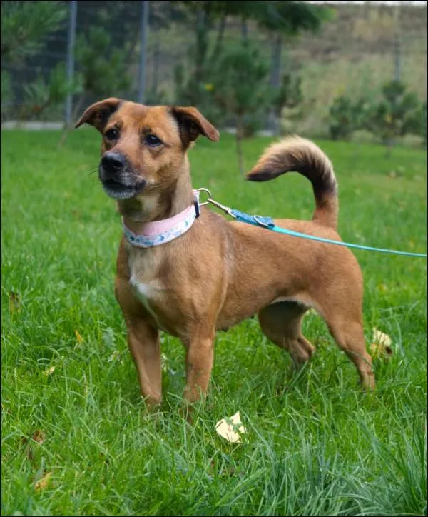 Znaleziono psa, Grudziądz, 25 lipca 2025