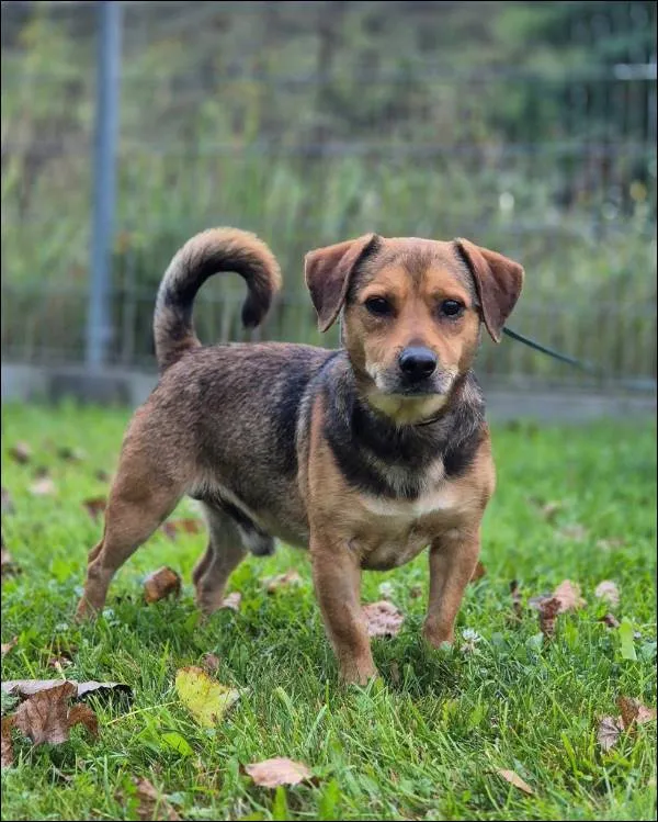 Znaleziono psa, Grudziądz, 25 lipca 2025