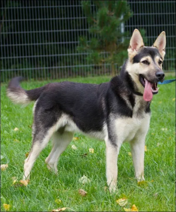 Znaleziono psa, Grudziądz, 25 lipca 2025