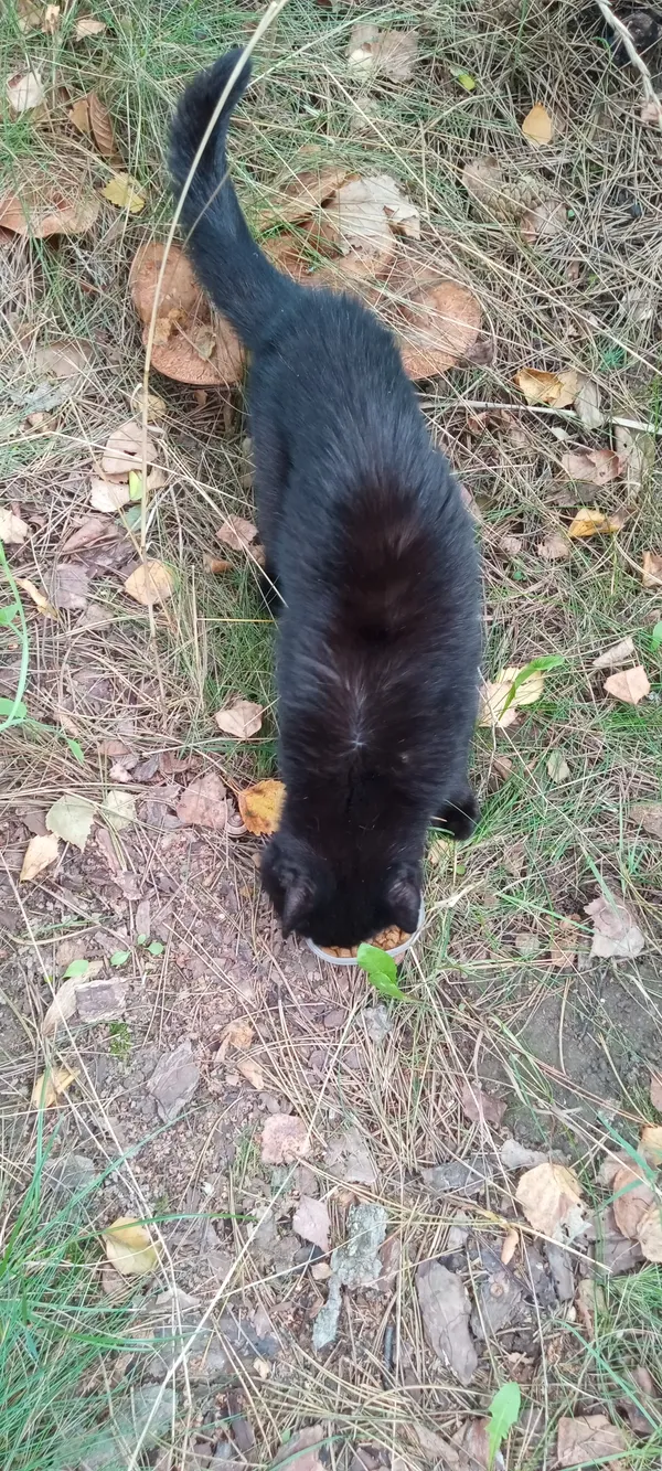 Znaleziono kota, Kraków, Soboniowice, 26 września 2025 (1/3)