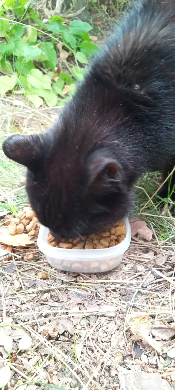 Znaleziono kota, Kraków, Soboniowice, 26 września 2025 (3/3)