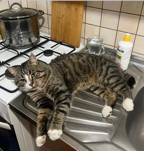 Zaginął kot, Warszawa, Natolin, 26 września 2025 (1/4)