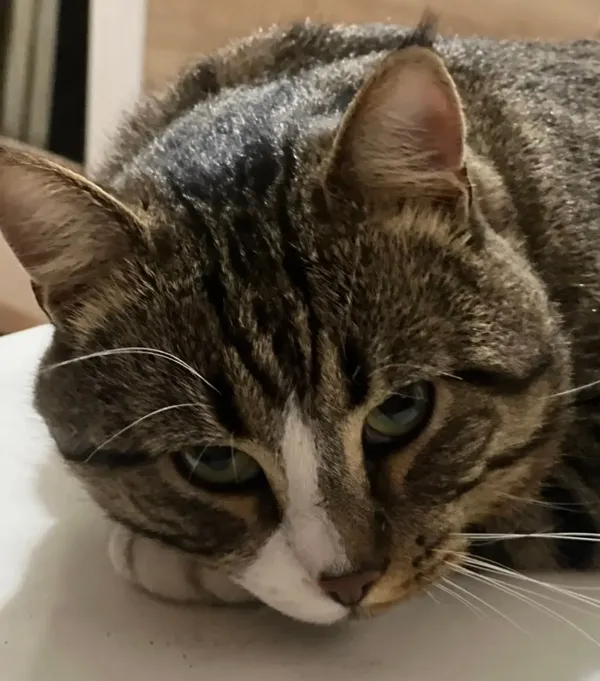 Zaginął kot, Warszawa, Natolin, 26 września 2025 (2/4)