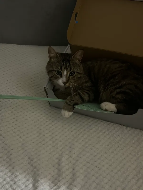 Zaginął kot, Warszawa, Natolin, 26 września 2025 (3/4)