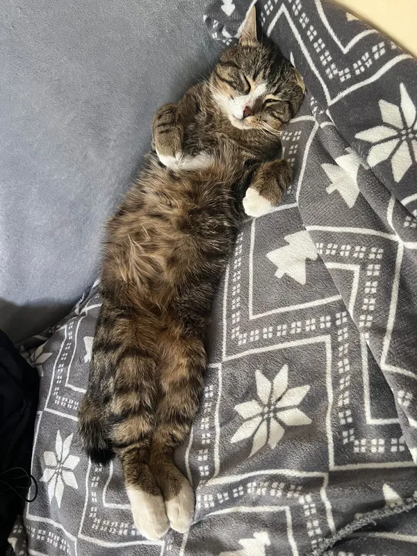 Zaginął kot, Warszawa, Natolin, 26 września 2025 (4/4)