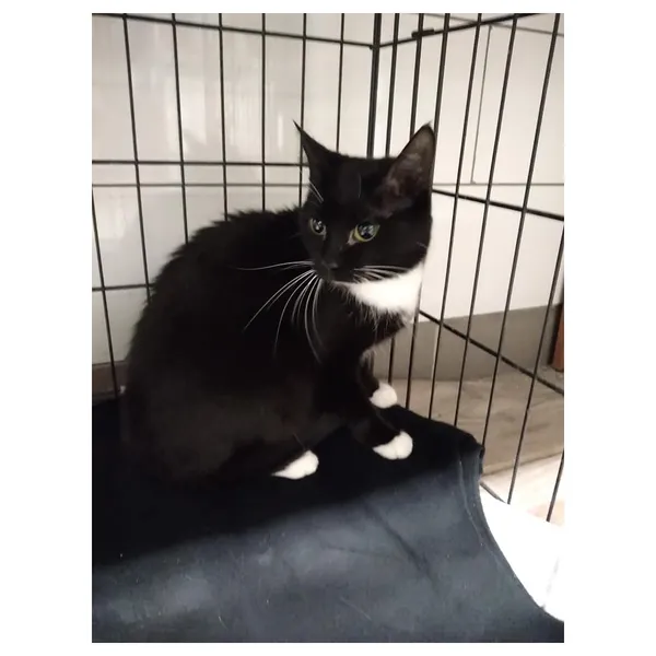 Znaleziono kota, Białystok, 2 stycznia 2024 (1/3)