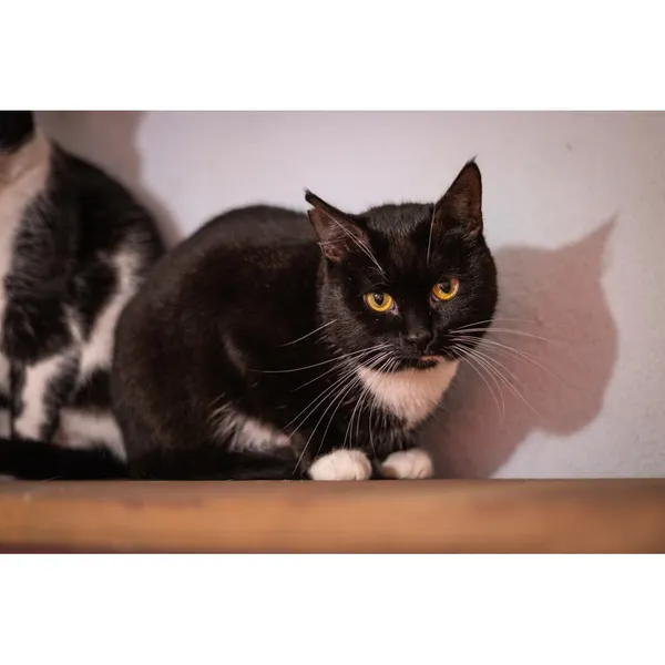 Znaleziono kota, Białystok, 2 stycznia 2024 (2/3)