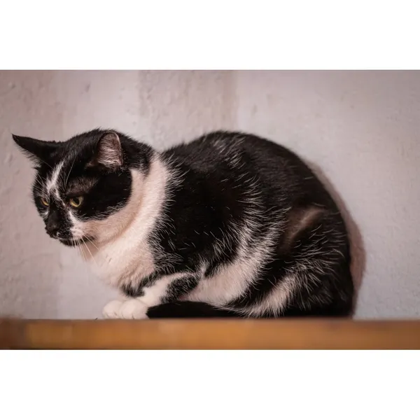 Znaleziono kota, Białystok, 2 stycznia 2024 (3/4)