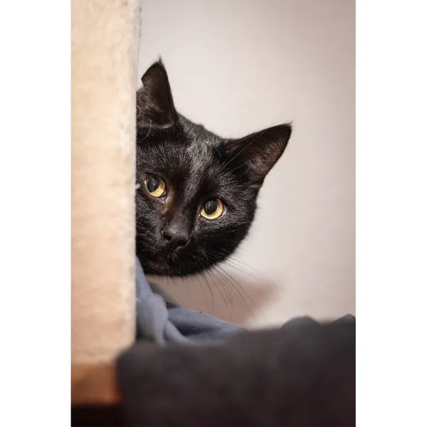 Znaleziono kota, Białystok, 2 stycznia 2024 (4/4)