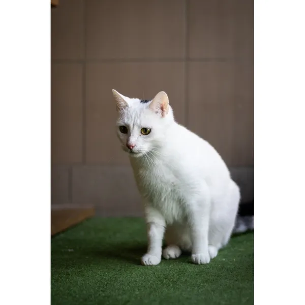 Znaleziono kota, Białystok, 2 stycznia 2024 (1/5)