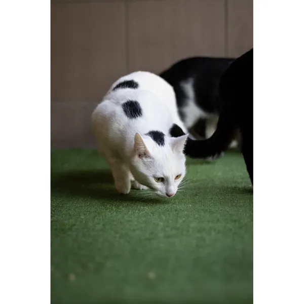 Znaleziono kota, Białystok, 2 stycznia 2024 (2/5)